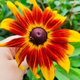 rudbekia-dwubarwna-rotacznica-nasiona-1g-vilmorin