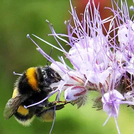 miododajna-mieszanka-na-poplon-maja-nasiona-1kg
