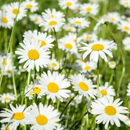 stokrotka-lakowa-biala-nasiona-10g