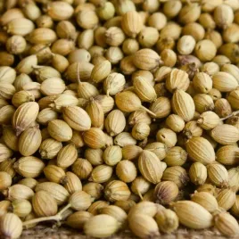 kolendra-siewna-nasiona-ziol-ekoschematy-1kg