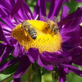 mieszanka-miododaja-ekoschematy-na-dotacje-1kg