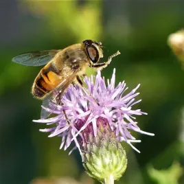 rosliny-miododajne-ekoschematy-na-doplaty-nasiona