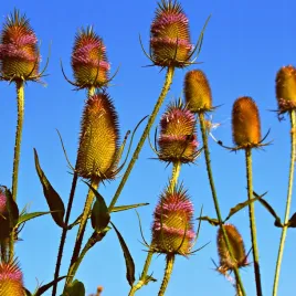 szczec-pospolita-roslina-miododajna-100g-nasiona