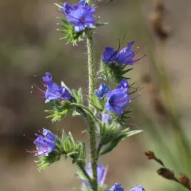 zmijowiec-babkowaty-duzy-kwiatostan-nasiona-100g