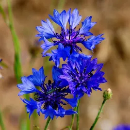 chaber-blawatek-laka-mix-kolorow-nasiona-100g