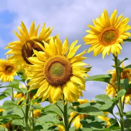 slonecznik-ozdobny-kwiat-ciety-green-hobbit-100g