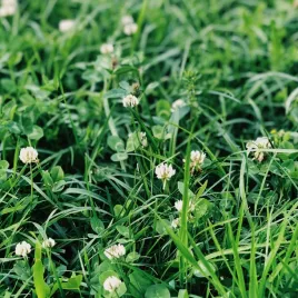 mikrokoniczyna-nasiona-drobnolistna-koniczyna-100g