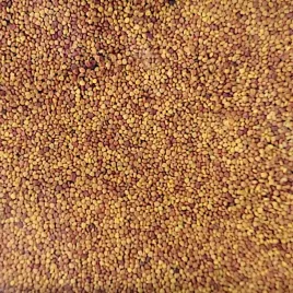 mikrokoniczyna-nasiona-drobnolistna-koniczyna-1-kg