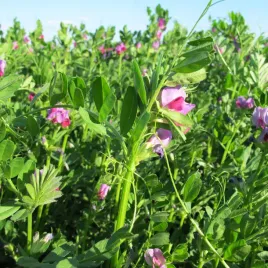 wyka-siewna-na-zielonke-poplon-c-1-nasiona-1-kg