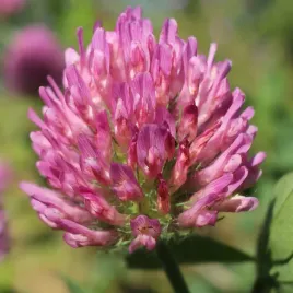 koniczyna-perska-nasiona-c-1-szybko-rosnie-1-kg