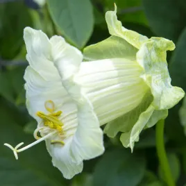 kobea-pnaca-pnacze-200-300cm-biala-nasiona