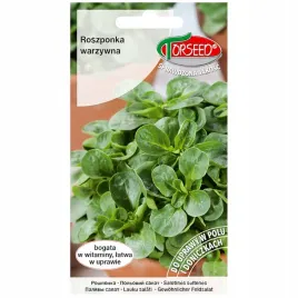 roszponka-warzywna-verte-de-cambrai-nasiona