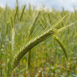 zyto-ozime-na-poplon-nasiona-ziarno-10-kg