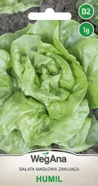 salata-maslowa-zimujaca-humil-bardzo-pozna-nasiona