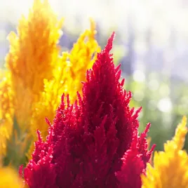 celozja-pierzasta-mieszanka-nasiona