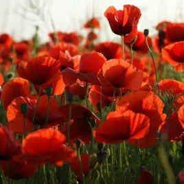 mak-polny-pojedynczy-czerwony-nasiona