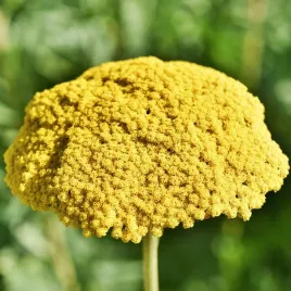 krwawnik-zolty-nasiona-cudowna-ozdoba-rabaty