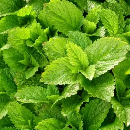 melisa-lekarska-nasiona-ziol