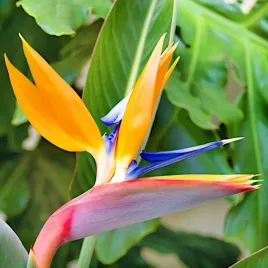 strelicja-krolewska-exotic-nasiona-bylina