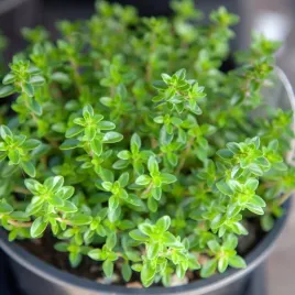 tymianek-wieloletni-nasiona-ziola-aromatyczny