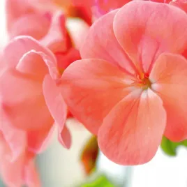 pelargonia-lososiowa-rabatowa-f1-nasiona