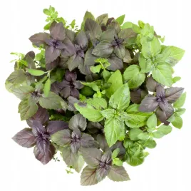 bazylia-mix-odmian-kolorow-nasiona-bazylii-smaczna-i-aromatyczna