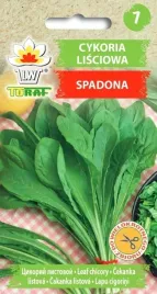 cykoria-lisciowa-nasiona-warzyw-cykorii-spadona