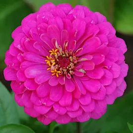 cynia-daliowa-mix-kolorow-nasiona