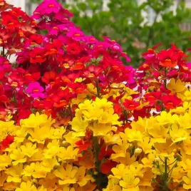 nemezja-powabna-mieszanka-kolorow-nasiona