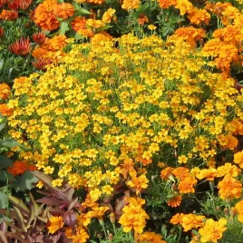 aksamitka-waskolistna-lulu-nasiona-zolta