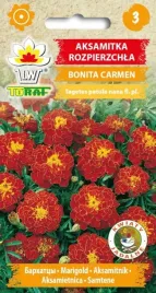 aksamitka-bonita-carmen-nasiona-miodowo-mahoniowa