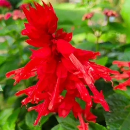 szalwia-blyszczaca-czardasz-czerwona-nasiona
