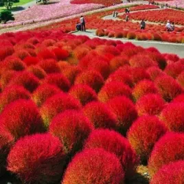 mietelnik-zielony-czerwona-trawa-nasiona