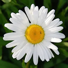 zlocien-wlasciwy-margaretka-bialy-nasiona