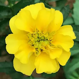 aksamitka-zolta-gypsy-sunshine-nasiona