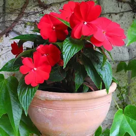 balsamina-waleriana-niecierpek-nasiona