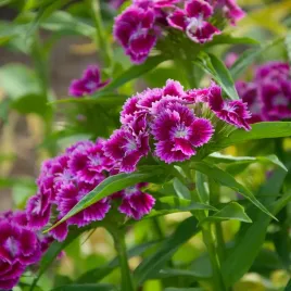 mieszanka-roslin-anty-slimakowa-nasiona