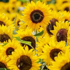 slonecznik-ozdobny-karlowy-bambino-nasiona