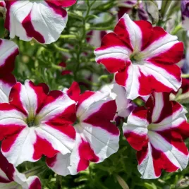 petunia-zwisajaca-petunia-mix-kolorow-nasiona