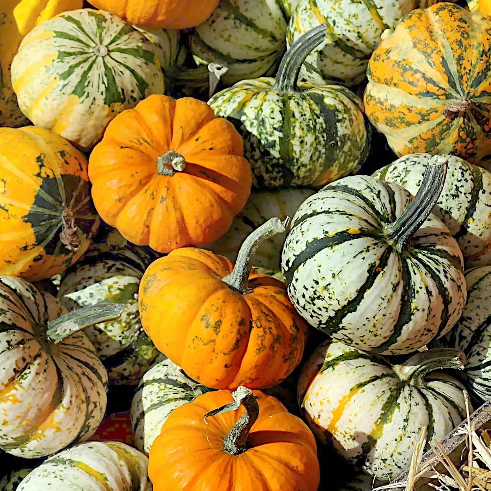 dynia-ozdobna-sweet-dumpling-nasiona-rodzaj-rosliny-warzywa-ozdobne