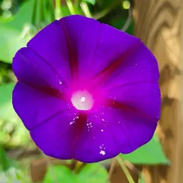 powoj-wilec-grandpa-ott-s-nasiona