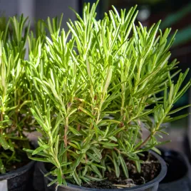 rozmaryn-lekarski-ziola-wieloletni-swieze-nasiona