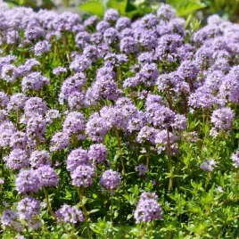 tymianek-wlasciwy-nasiona-ziol