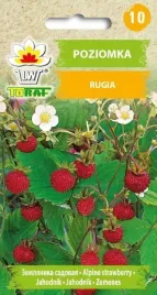 poziomka-rugia-dlugo-owocuje-bezrozlogowa-nasiona