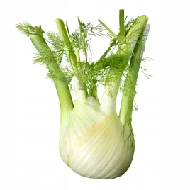 koper-wloski-fenkul-bulwiasty-nasiona