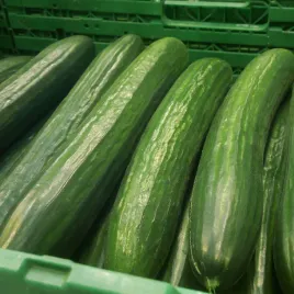 ogorek-szklarniowy-wczesny-marta-f1-nasiona