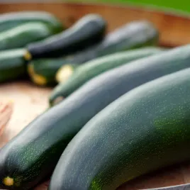 cukinia-black-beauty-wysokoplenna-nasiona