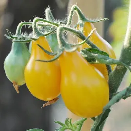 pomidor-perun-koktajlowy-zolty-nasiona