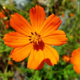 onetek-siarkowy-mieszanka-nasiona-1g