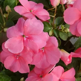 niecierpek-waleriana-mieszanka-nasiona